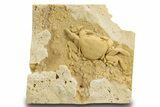 Fossil Crab (Potamon) Preserved in Travertine - Turkey #334791-3